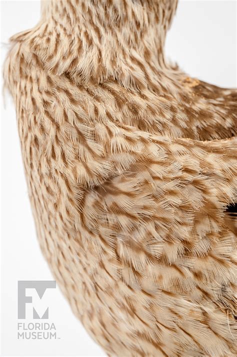 Eskimo Curlew – Rare, Beautiful & Fascinating: 100 Years @FloridaMuseum