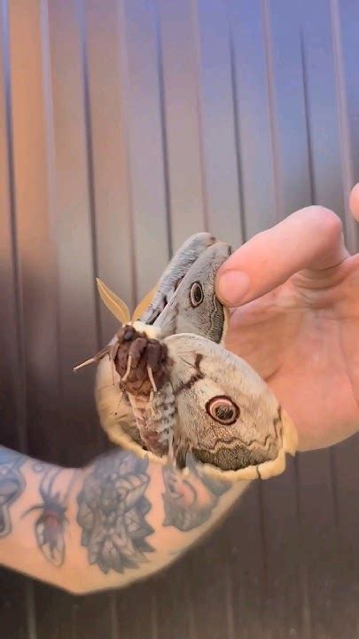 Очень большая бабочка Павлиноглазка грушевая 🦋 #shorts #природа # ...