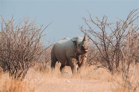 Etosha Heights Private Reserve: Etosha Wildlife Without The Crowds