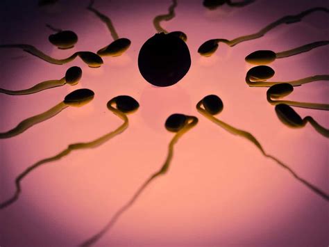 Ontogeny vs Phylogeny: Difference and Comparison