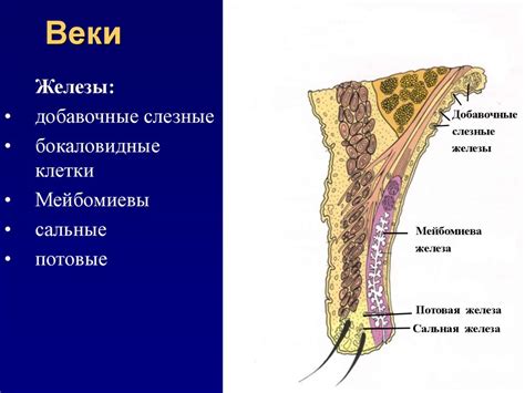 Анатомия глаза. Физиология. Методы исследования - презентация онлайн