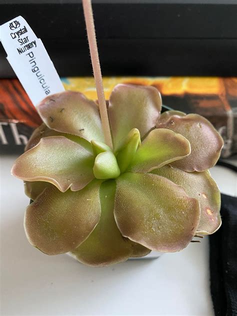Pinguicula Sethos X Primuliflora? | Carnivorous Plant Society of Canada