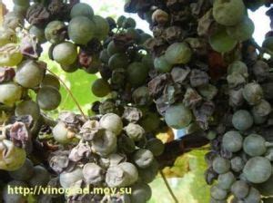 Купить Строби, 2 г Цена, фото, описание, отзывы. Курьерская доставка в ...