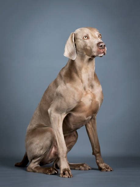 grey ghost dog pictures stock  pictures royalty  images