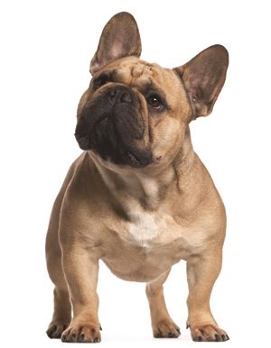 Liver French Bulldog