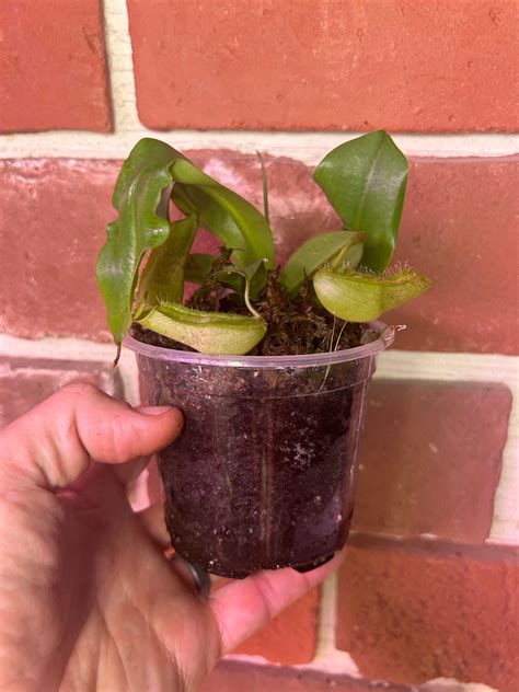 Nepenthes Hispida Beck - The Curious Plantaholic