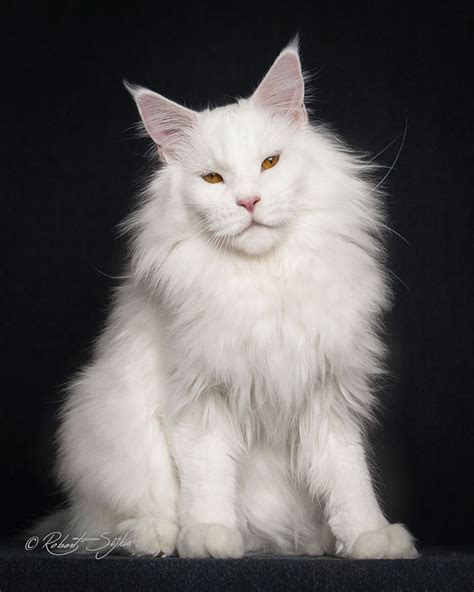 Maine Coon Cats Photographed As Majestic Mythical Beasts