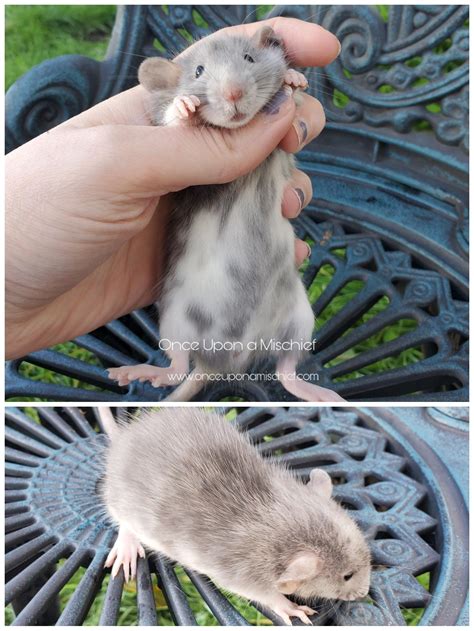 Avalon - Spotted Tabby Downunder : r/RATS