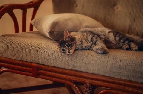 Кот На Диване Картинки — Фото Картинки