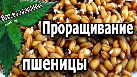 Как проращивать пшеницу дома и для чего. Блюда из пророщенной пшеницы ...