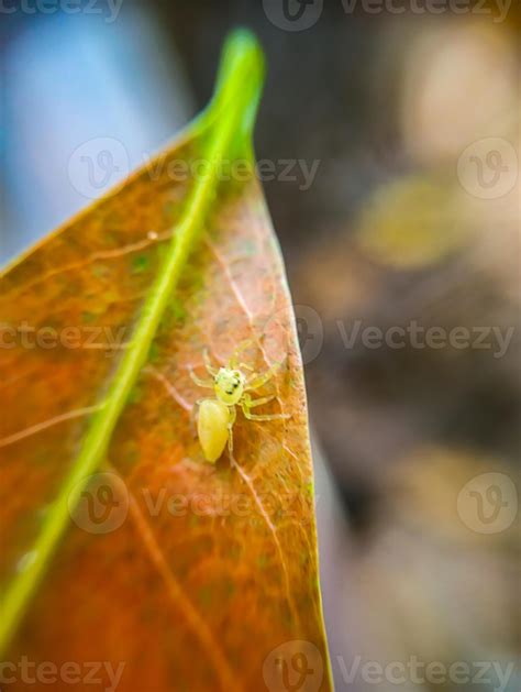 Tiny Yellow Spider Camouflage on a Leaf. A small yellow spider was on