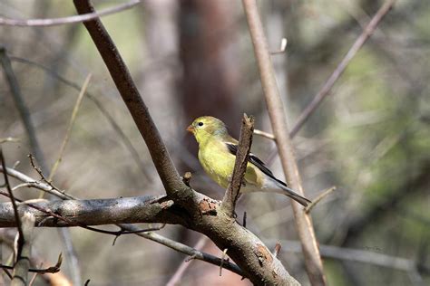 American Goldfinch Breeding Female Photograph by Jayne Gohr - Fine Art ...