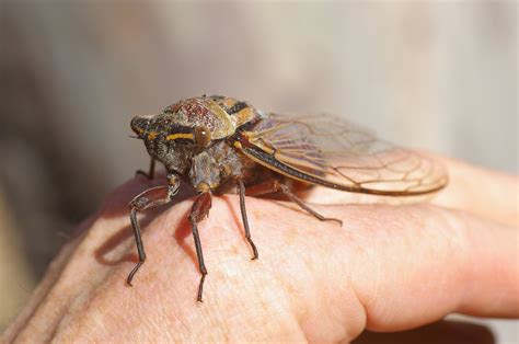 Common and Unusual Identifications - Cicadas - The Australian Museum