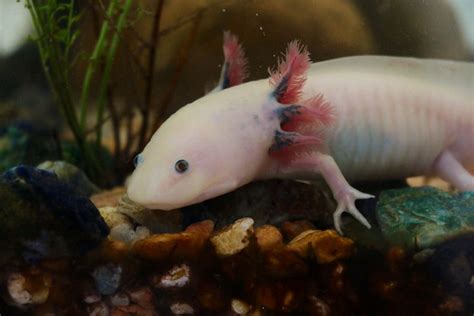 Doc – L’axolotl – Rallye lecture en ligne