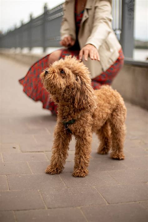 Adopt a Mix Poodle Rescue: A Second Chance at Love