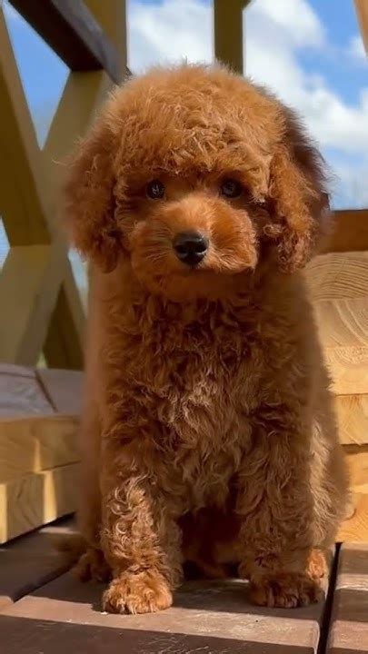 Мальтипу мальчик ф2 Стандарт ред Браун #maltipoo #dog #cute #puppy # ...