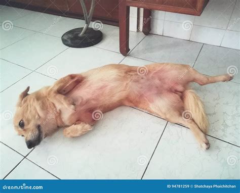 Cute lazy puppy dog stock image. Image of animal, doggy - 94781259