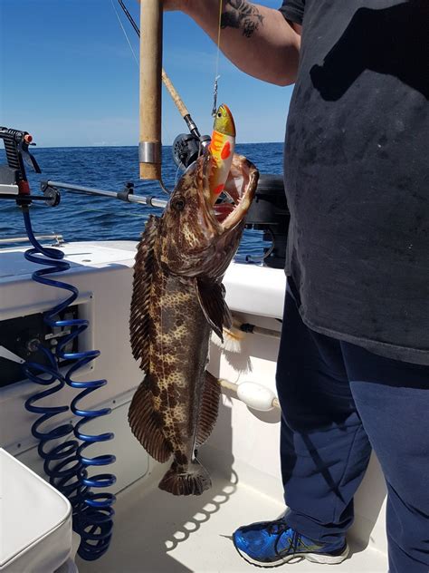 ling  archives ucluelet bc fishing charters  hot pursuit charters