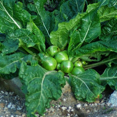 Mandrake seeds (Mandragora officinarum) - Price €15.00