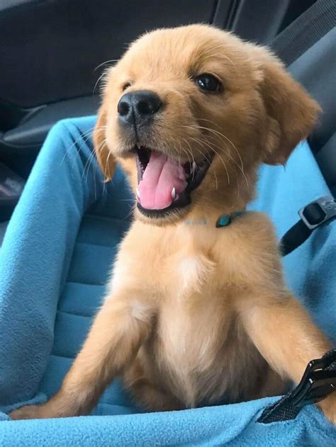50 Seriously Adorable Dogs You Can't Help But Love With Your Whole Heart