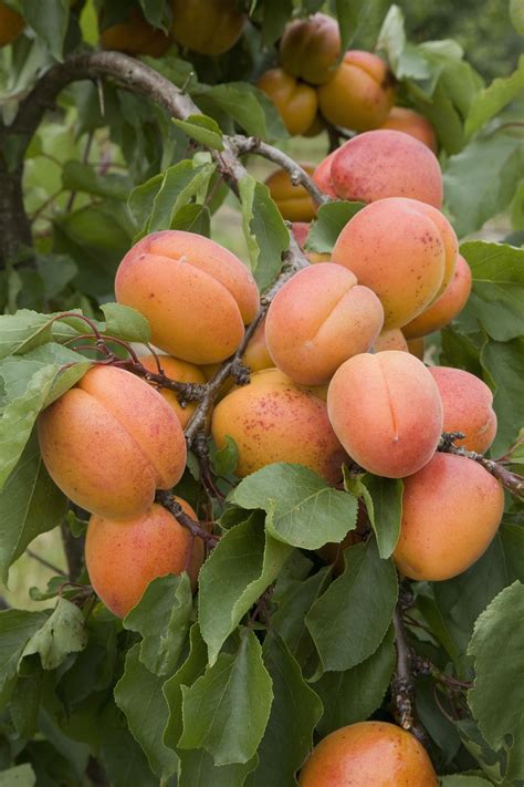 What Fruit Trees Are Easiest To Grow - Printable Templates Protal