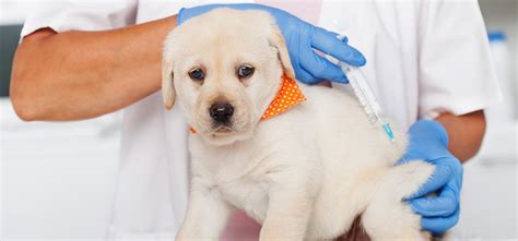 Can Dogs Live with Congestive Heart Failure? - Wag!
