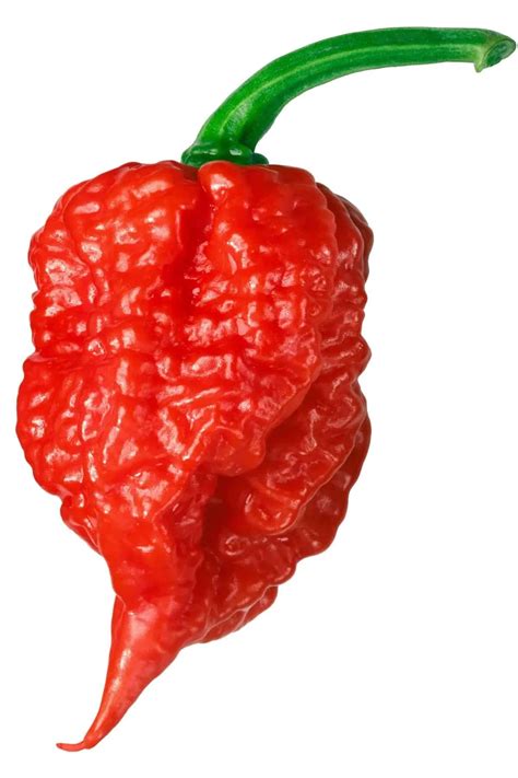 Sos Carolina Reaper SUPER HOT Bez Konserwantów 110g ROLESKI - Sushi ...