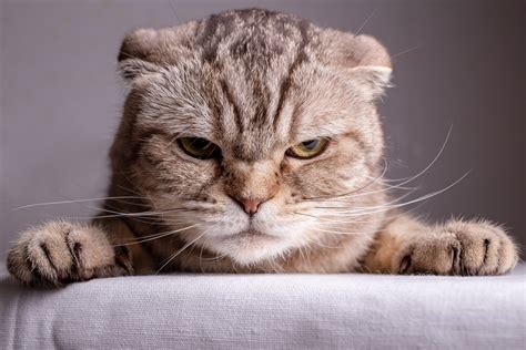 cute animal aggression 9
