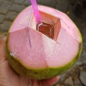 dejestqoo thai pink coconut tree height   feet dwarf coconut tree