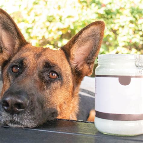 Is Coconut Oil Good For Dogs Gums