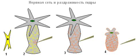 Гидра
