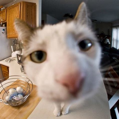 Create meme "cat fisheye, cat marsik, cat fisheye" - Pictures - Meme-arsenal.com