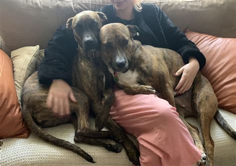 When rehoming is the best option - PetRescue