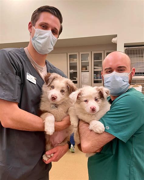 Cuteness x two!!!... - VCA Westlake Village Animal Hospital | Facebook