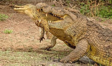 Carnivorous Conquest: The Savage Feeding Frenzy of Crocodiles Devouring ...