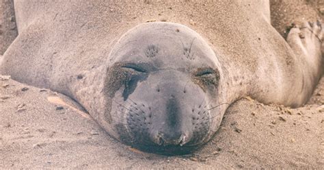australias famous neil  seal decides  hunker    night