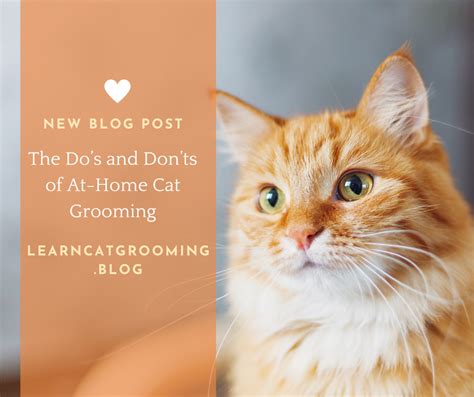 dos  donts  athome cat grooming cat grooming education