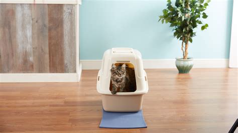 Buying A Used Litter Box at Sara Gosman blog