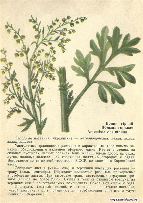 Полынь горькая | Flowers nature, Green witch, Botanical