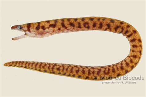 gymnothorax
