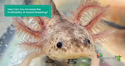Breeding Axolotls For Profit: [Commercial Axolotl Breeding]