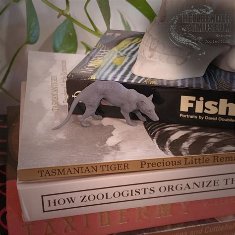 Thylacine tasmanian Tiger Thylacinus Cynocephalus Figure - Etsy