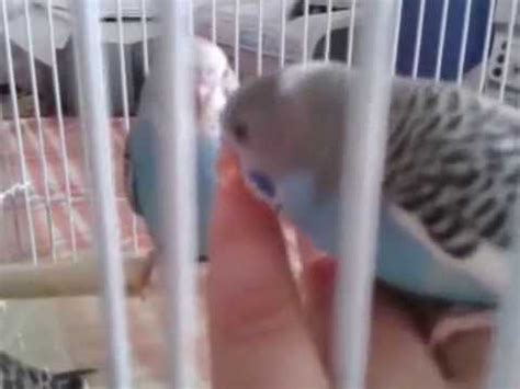 попы - YouTube