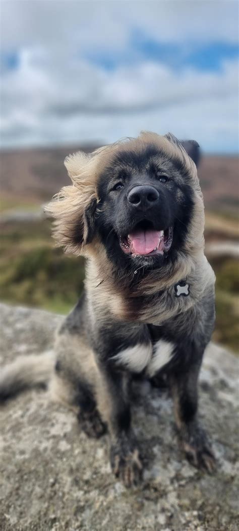 4153 best Big 7 images on Pholder | 7daystodie, Chinese Watches and Jord627