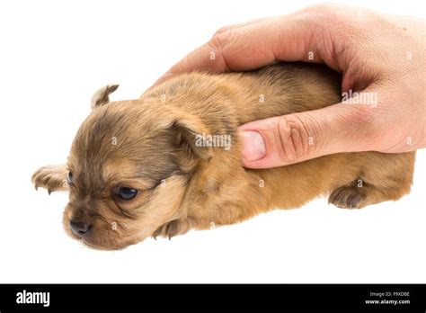 Chihuahua puppy studio shoot Stock Photo - Alamy