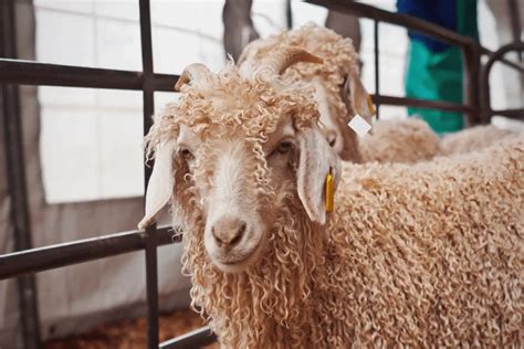 Mohair Vs. Cashmere: [4 Major Differences to Consider]