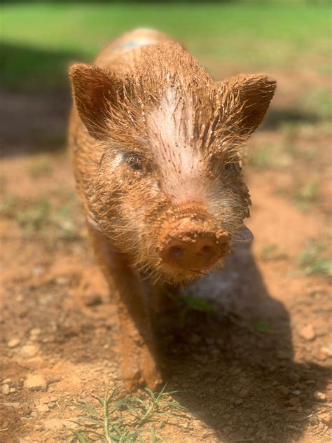 Hampshire pigs complete breed guide – Artofit