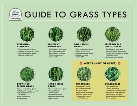 Download our: Guide to Identification of Grass Types - The Farm at ...