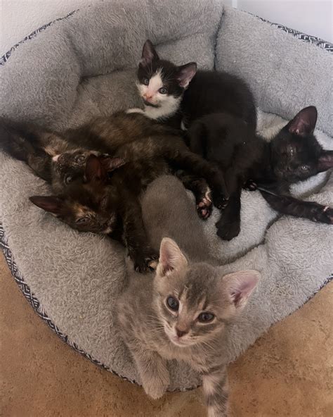 Erin & the foster kittens 🐈 | Lilo (tortie) & Stitch, fosters #45 & 46