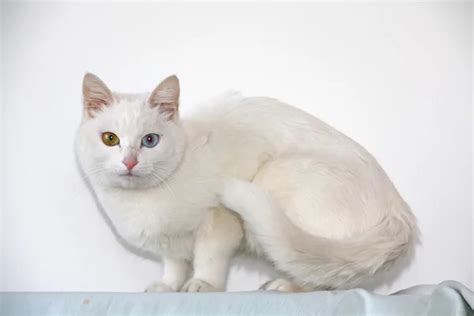 white pussy stock  royalty  white pussy images depositphotos
